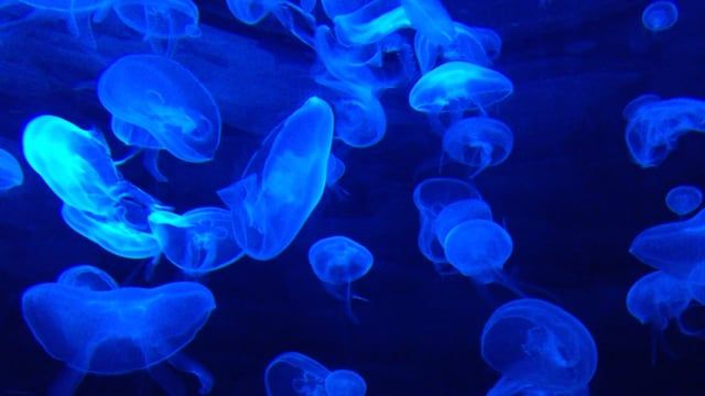 blue jellyfish swimming in an aquarium tank