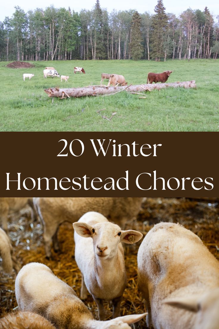 Winter is often described as a time for rest. For nature and for us. Even though we are resting, there are chores that need to get done to make sure the homestead continues to run smoothly during the winter months. Here are 20 winter homestead chores to make sure your homestead stays in tip top shape this winter. Winter Homesteading, Allotment Planning, Winter Homestead, Homestead Lifestyle, Homesteading Animals, Chicken Waterer, Winter Gardening, Homestead Ideas, Homesteading Diy