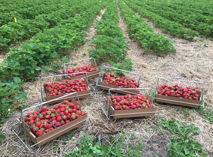 four boxes of strawberries sitting in the middle of a field