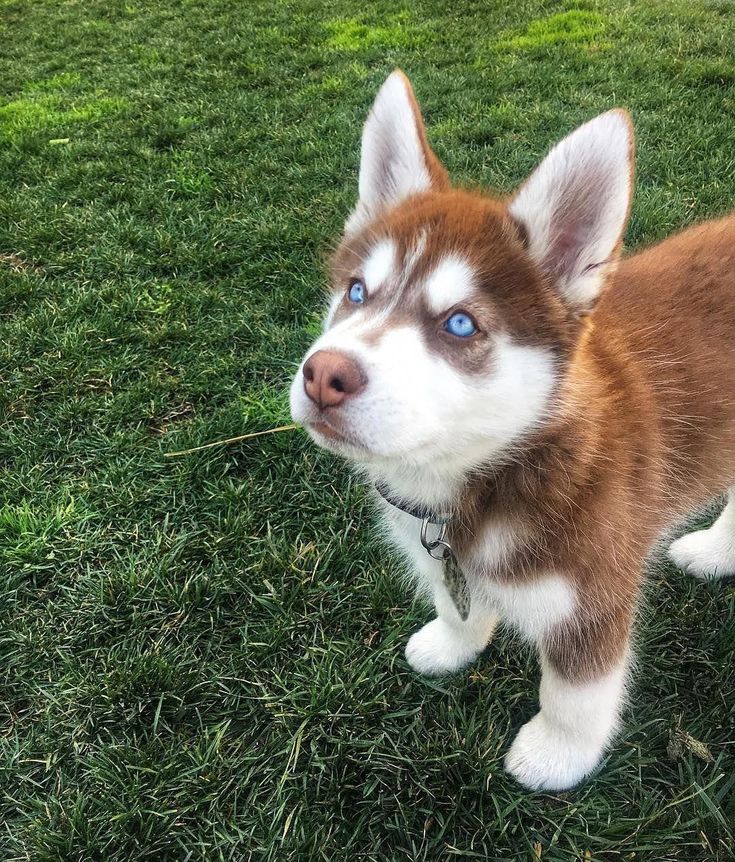 a brown and white puppy standing on top of a lush green grass covered field with blue eyes