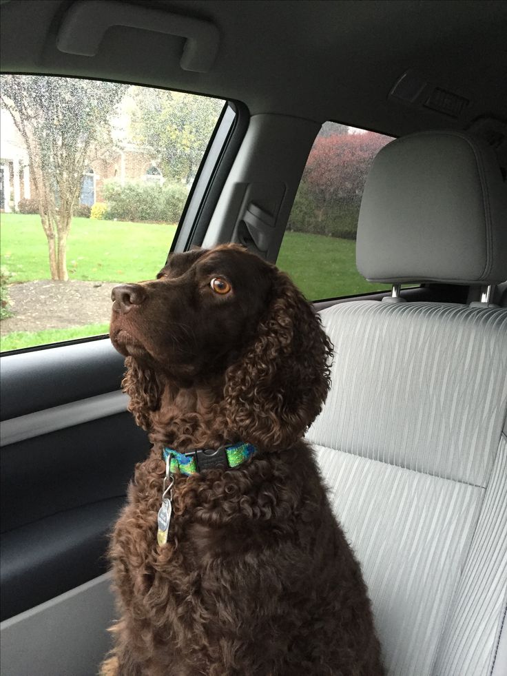 a brown dog sitting in the back seat of a car