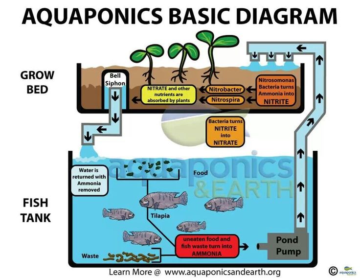 an aquaponics basic diagram shows how the water cycle works for plants and fish