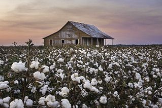 a large field full of cotton plants with a barn in the background at sunset or dawn