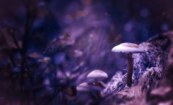 a group of mushrooms sitting on the side of a tree stump in a forest at night