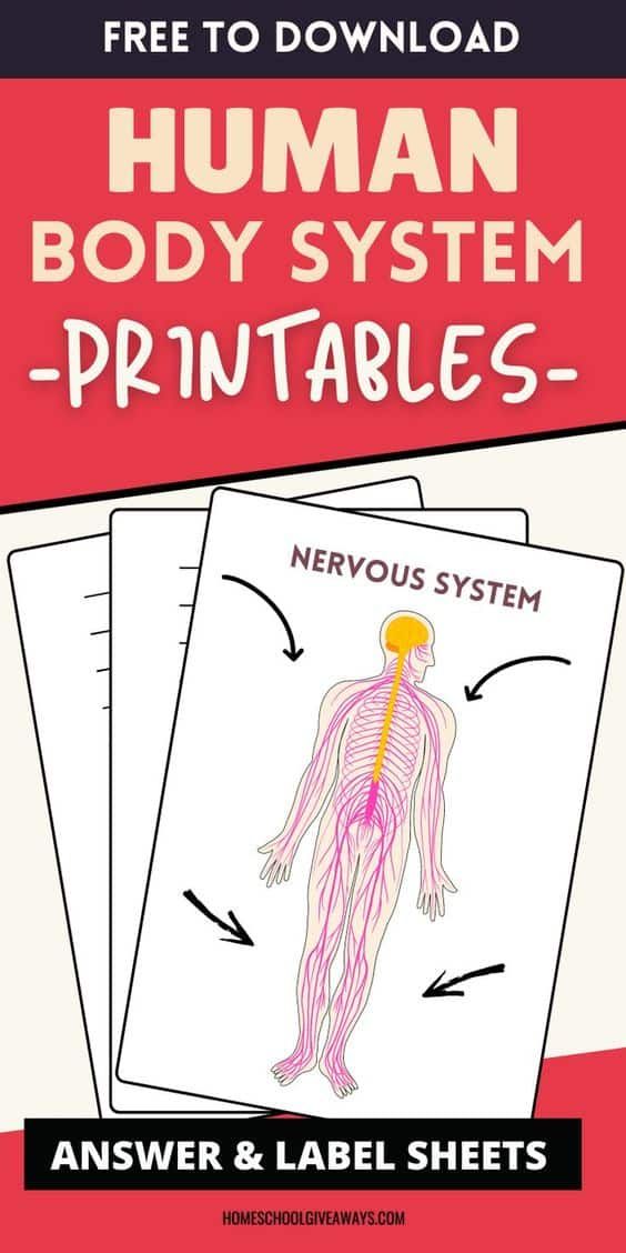 the human body system printable worksheet is shown in red and white with text