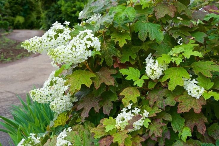 some white flowers and green leaves on a bush in the middle of a sidewalk area