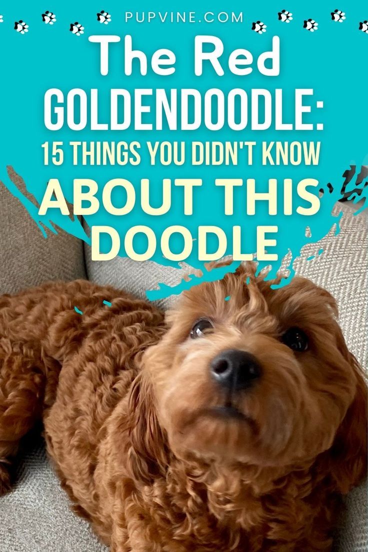 a brown dog laying on top of a couch with the caption, the red goldendoodle 15 things you didn't know about this doodle