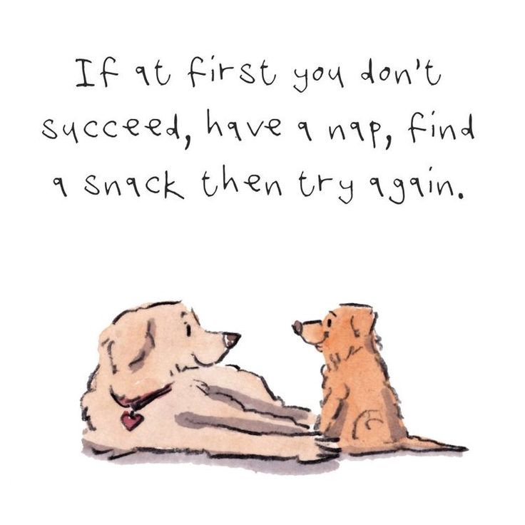 two dogs sitting next to each other with a quote on the back saying if it first you don't proceed, have a nap find a snack then try again