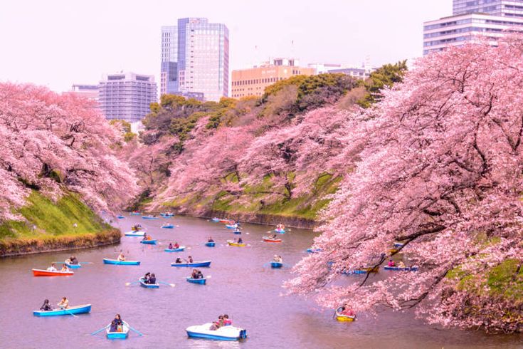 many boats are in the water near some trees with pink flowers on them and buildings behind them