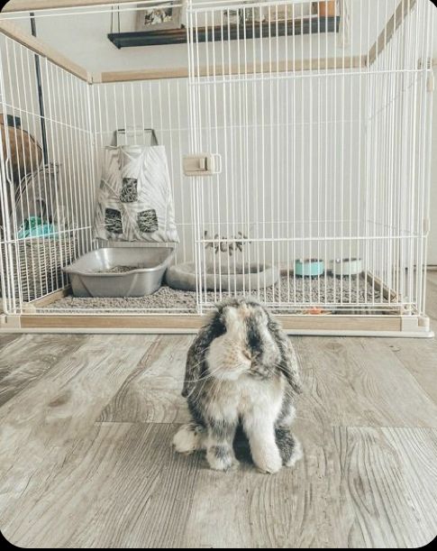 a rabbit sitting on the floor in front of a cage