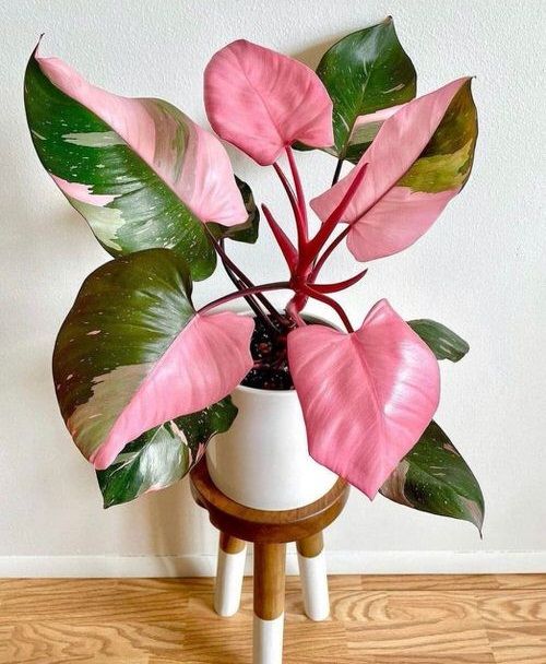 a potted plant sitting on top of a wooden table