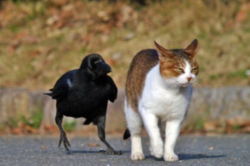 a cat walking next to a black bird on the ground in front of it's face