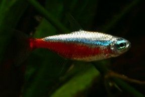 Cardinal Tetra, Mosquito Larvae, Red Pigment, The Aquarium, Aquatic Plants, Mirror Image, The Fish, Tropical Fish, Clear Water