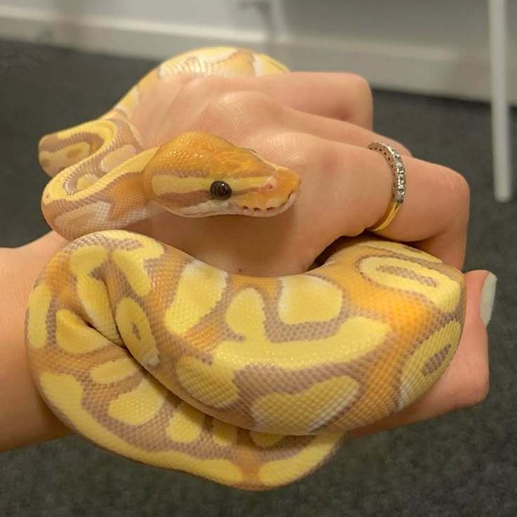 a hand holding a yellow and brown snake