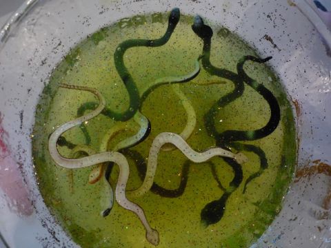 a glass bowl filled with green liquid and some snakes on the inside, in front of a white background