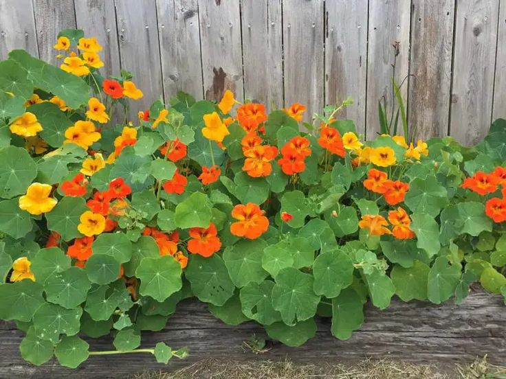 some orange and yellow flowers are growing in a wooden planter box next to a fence