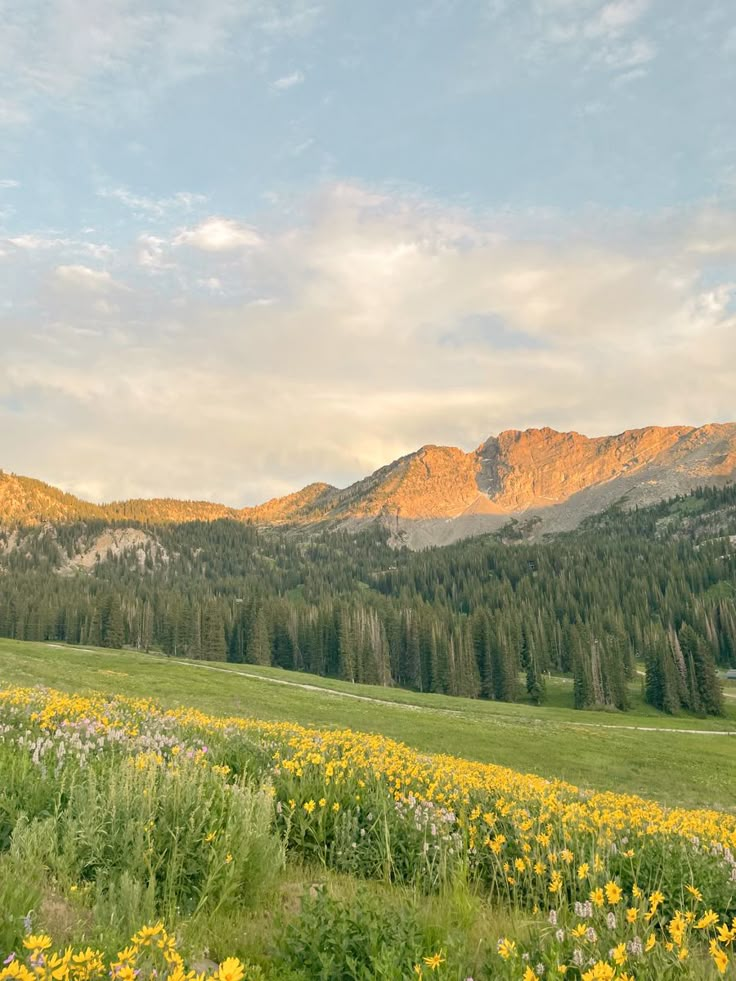 the mountains are covered in yellow wildflowers and green grass with trees on either side