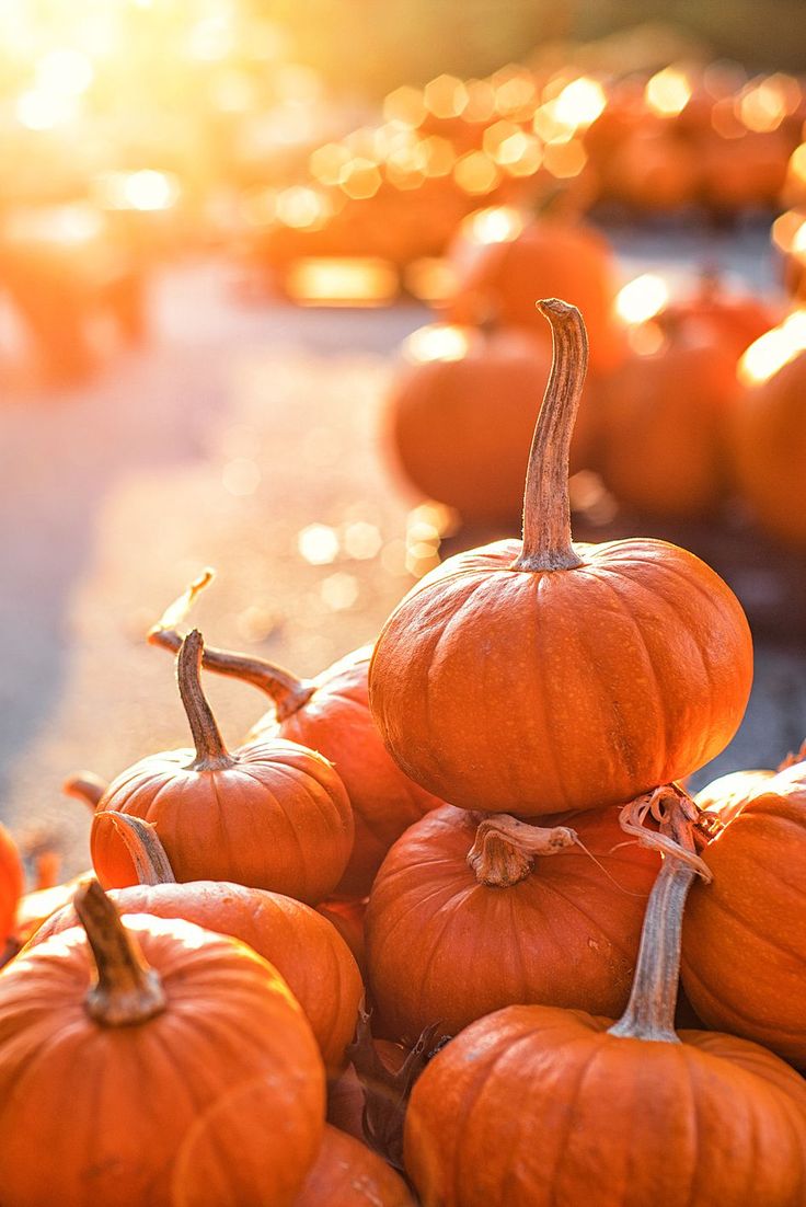 many pumpkins are stacked on top of each other in the sunlit area with candles behind them