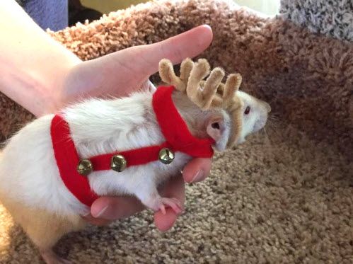 a small rodent in a red harness being petted by someone's hand