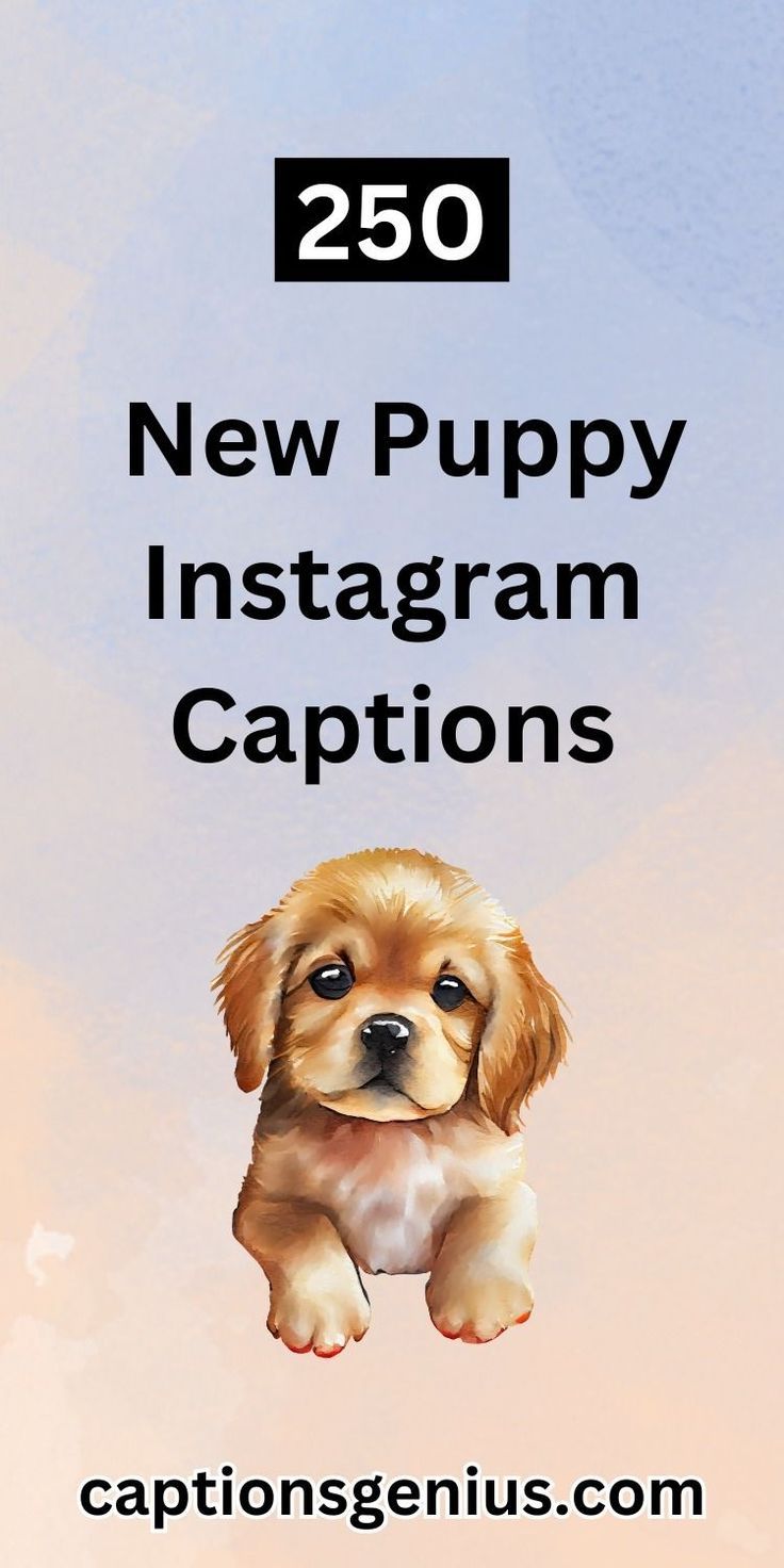 a puppy sitting on top of a pink and blue background with the words, new puppy instagram captions