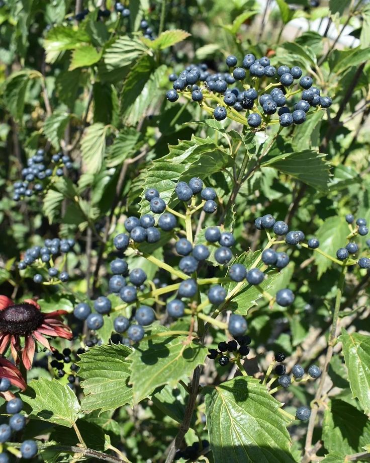 blueberries are growing on the bush with green leaves and red flower in the foreground