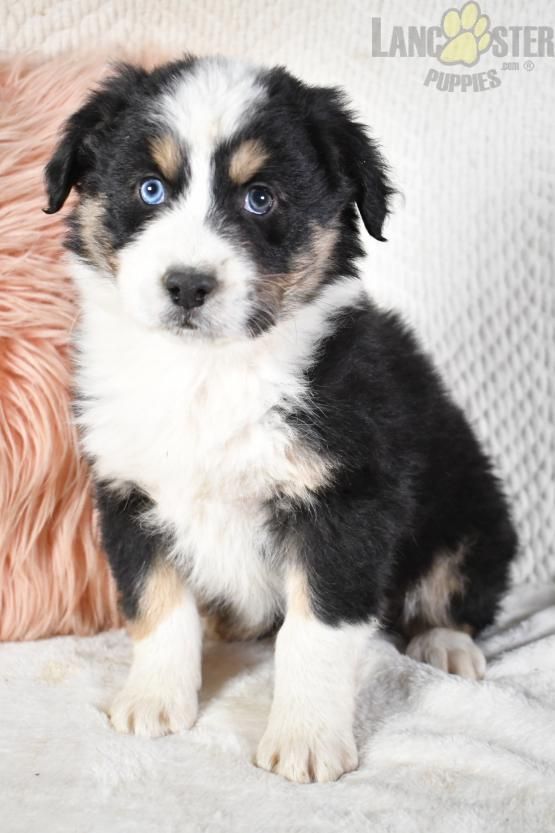 a black and white puppy sitting on top of a bed next to a pink pillow