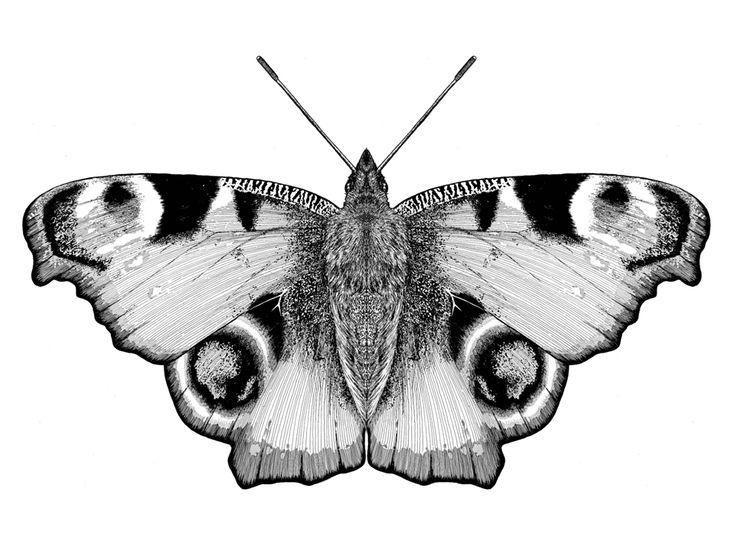 a black and white drawing of a butterfly