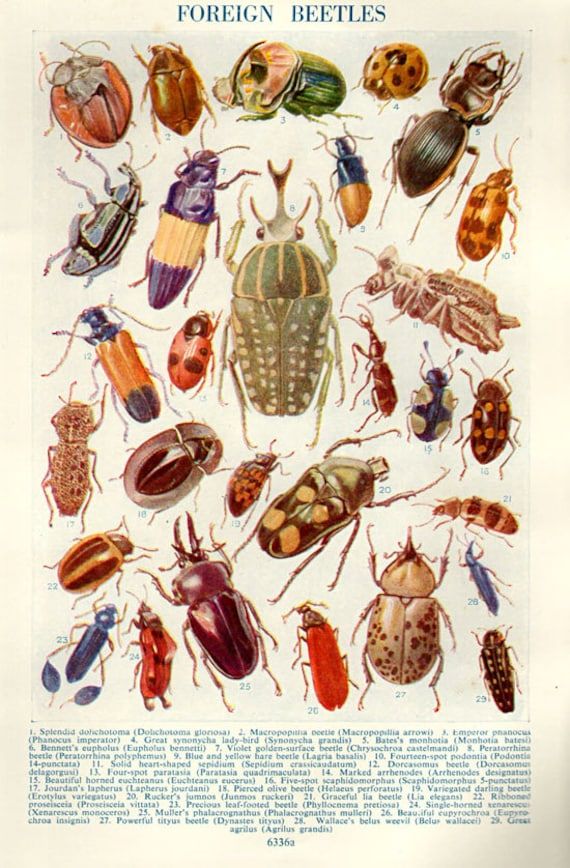 an insect poster with many different types of bugs