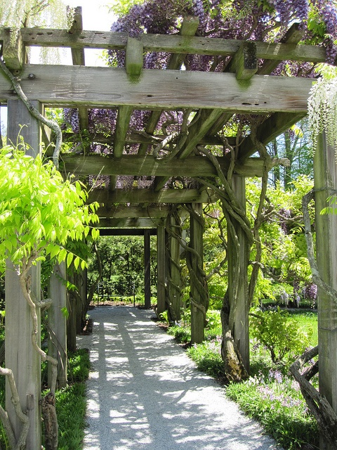 a walkway is lined with purple flowers and greenery on both sides, leading to a pergolated area