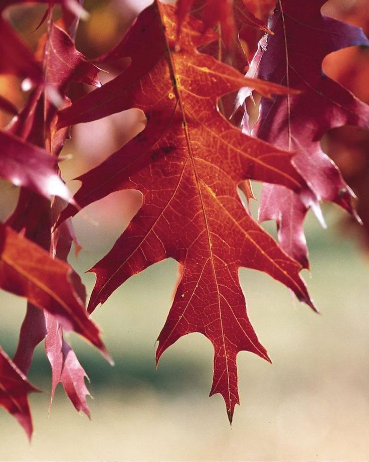 red leaves hanging from a tree in the fall