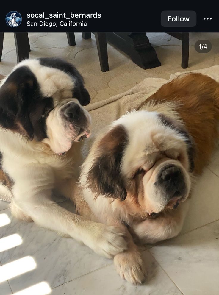 two dogs laying on the floor next to each other