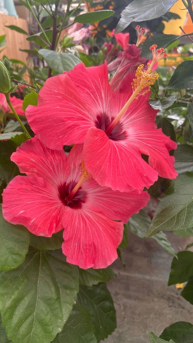 two pink flowers in a pot with green leaves