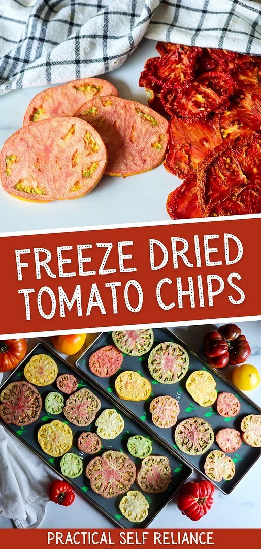 freeze dried tomato chips in muffin tins with text overlay that reads, freeze dried tomato chips practical self reliance