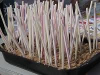 toothpicks are sticking out of the soil in a pot