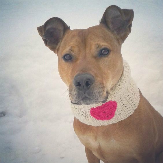 a brown dog with a red heart on it's collar sitting in the snow