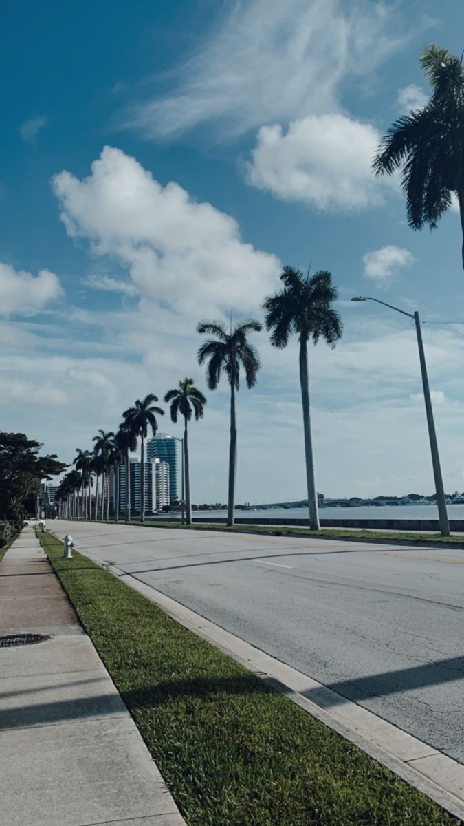 palm trees line the side of an empty street in front of tall buildings and water