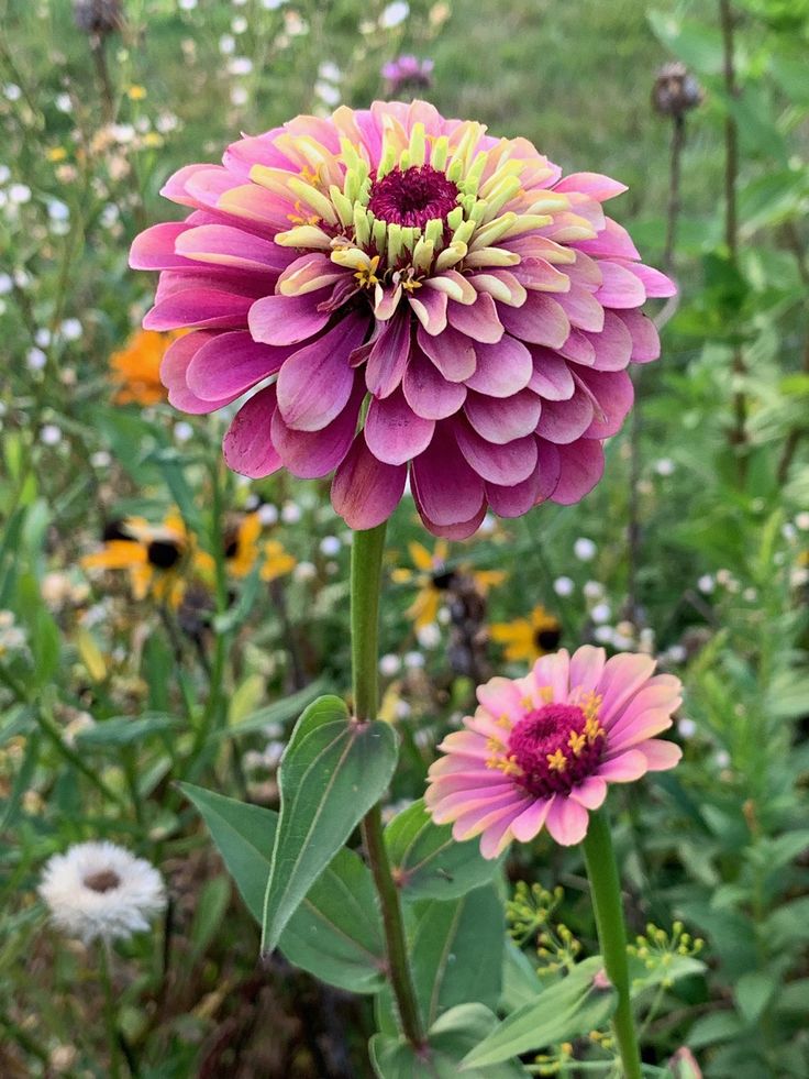 pink and yellow flowers are growing in the grass