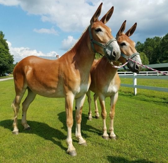 two brown horses standing next to each other on a lush green field