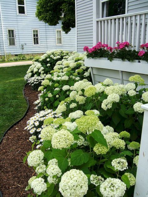 white hydrangeas line the side of a house