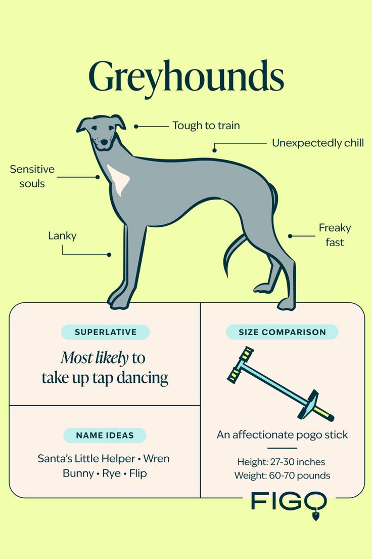 an info sheet describing the different types of greyhounds