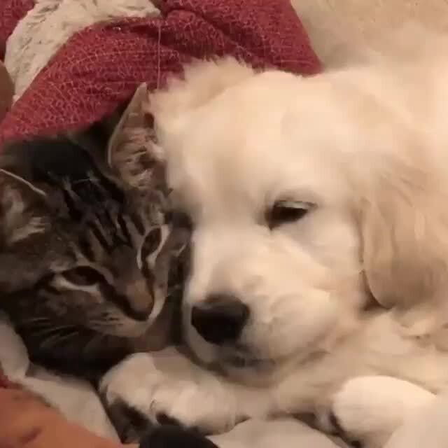 a cat and dog laying next to each other