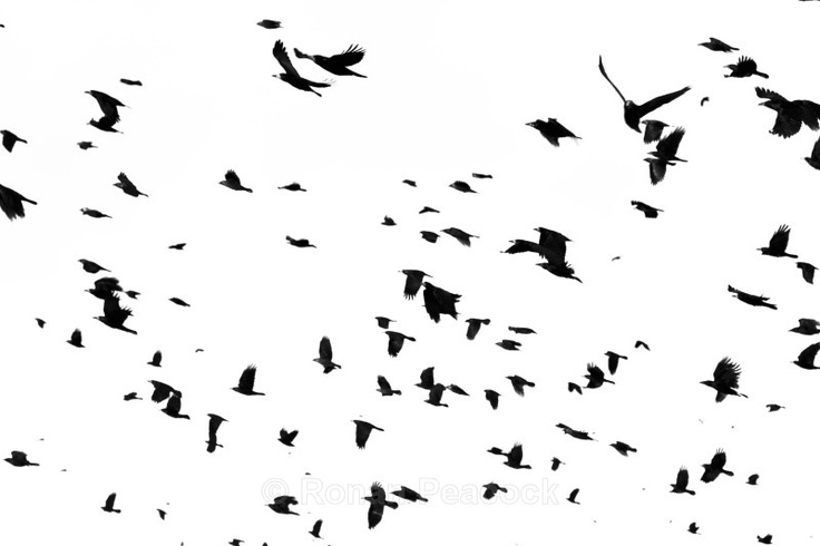 a flock of birds flying in the sky