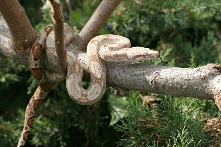 a tree branch that has some kind of snake on it