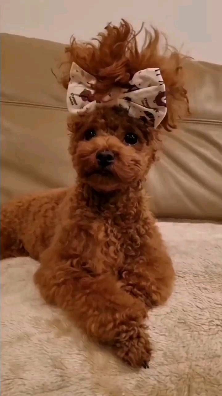 a small brown dog with a bow on it's head sitting on a bed