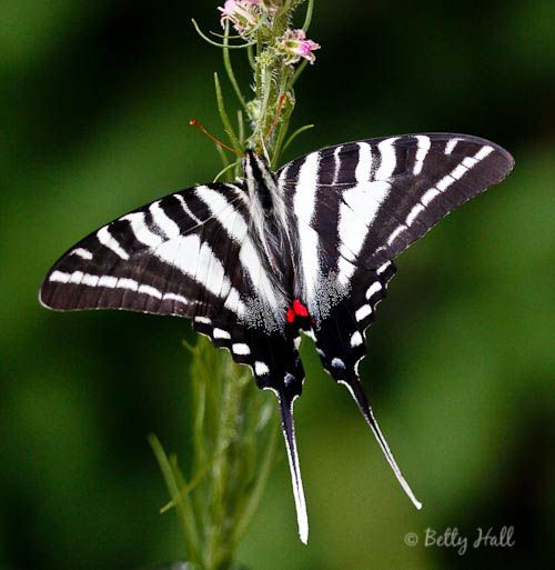 a black and white butterfly sitting on top of a flower