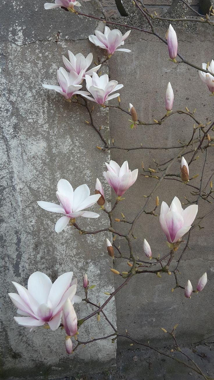 pink flowers are growing on the branches of a tree in front of a concrete wall