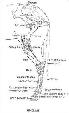 an image of the skeletal structure of a bird's neck and lower limbs, labeled in