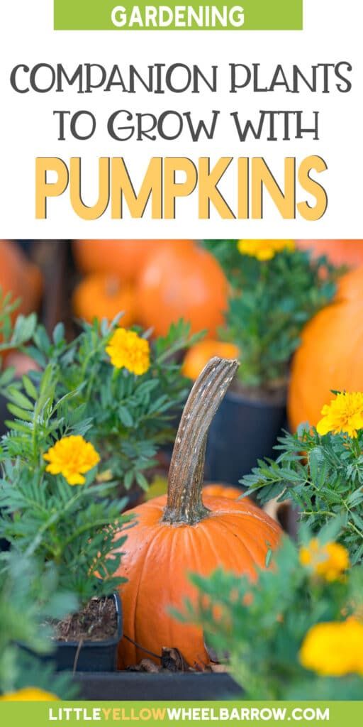 pumpkins and flowers with text overlay that reads gardening companion plants to grow with pumpkins