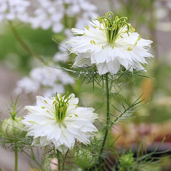 white flowers are blooming in the garden