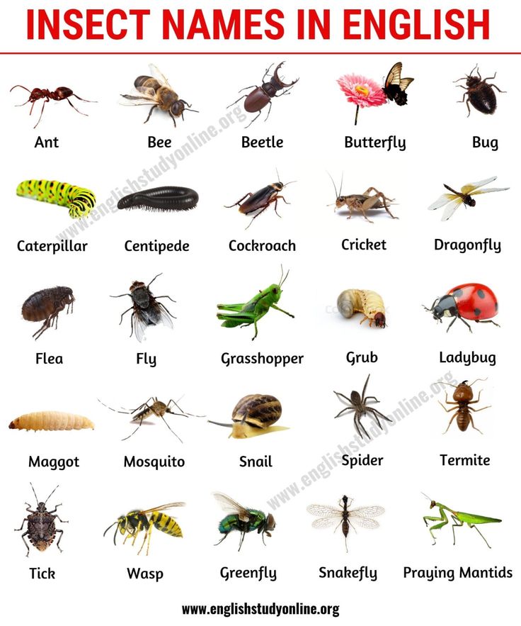 insect names in english with pictures